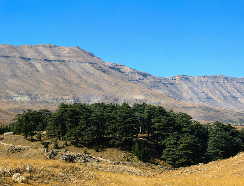 Cedars of God 